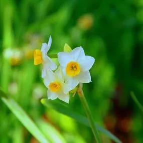 Minnow Dwarf Daffodil Bulbs (Narcissus tazetta Minnow) 1